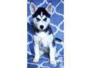 Siberian Husky Puppy for sale in NEW BERLIN, NY, USA