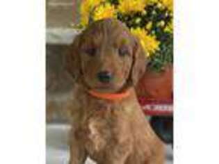 Goldendoodle Puppy for sale in Warsaw, NY, USA