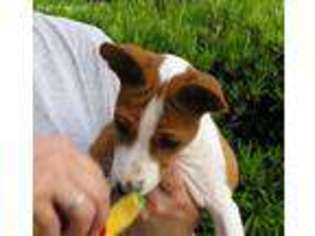 Basenji Puppy for sale in Portland, OR, USA