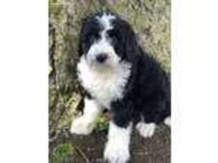 Mutt Puppy for sale in Leo, IN, USA