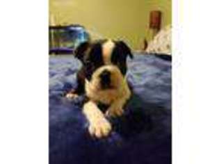 Boston Terrier Puppy for sale in Johnstown, CO, USA