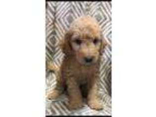 Goldendoodle Puppy for sale in Florence, AL, USA