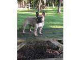 French Bulldog Puppy for sale in Greensburg, IN, USA