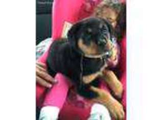 Rottweiler Puppy for sale in Woodridge, IL, USA