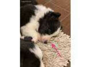 Border Collie Puppy for sale in Newman, CA, USA
