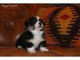 Pembroke Welsh Corgi Puppy for sale in Beaumont, TX, USA