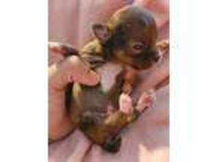 Chihuahua Puppy for sale in Warsaw, VA, USA