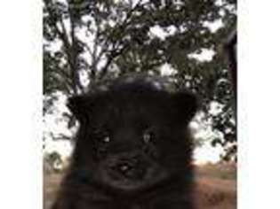 Siberian Husky Puppy for sale in Battiest, OK, USA