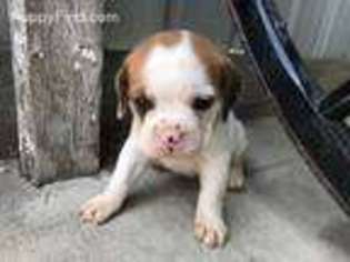 Bulldog Puppy for sale in East Sparta, OH, USA