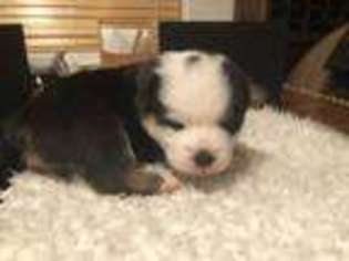 Pembroke Welsh Corgi Puppy for sale in Hamilton, MT, USA