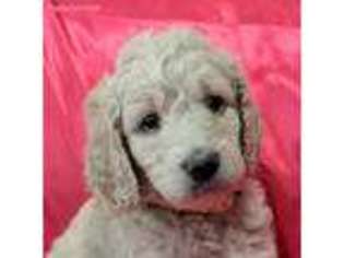 Labradoodle Puppy for sale in Arlington, VA, USA