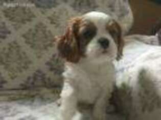Cavalier King Charles Spaniel Puppy for sale in Stockton, CA, USA