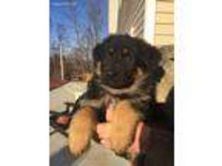 German Shepherd Dog Puppy for sale in Ironton, OH, USA