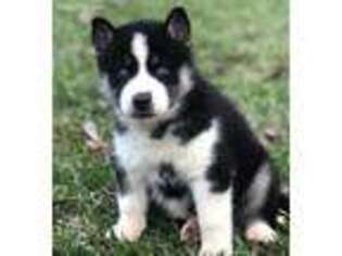 Siberian Husky Puppy for sale in Picayune, MS, USA