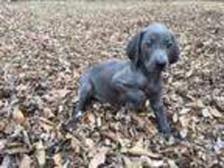Weimaraner Puppy for sale in Saint Peters, MO, USA