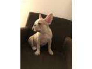 French Bulldog Puppy for sale in Wyncote, PA, USA