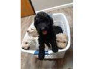 Labradoodle Puppy for sale in Queen Creek, AZ, USA