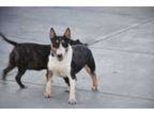 Bull Terrier Puppy for sale in Fontana, CA, USA