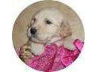 Goldendoodle Puppy for sale in AURORA, MO, USA