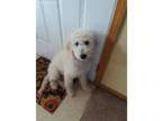 Goldendoodle Puppy for sale in Annawan, IL, USA