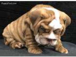 Bulldog Puppy for sale in Fernandina Beach, FL, USA