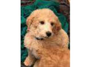 Mutt Puppy for sale in Pocatello, ID, USA