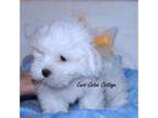 Coton de Tulear Puppy for sale in Unknown, , USA