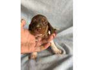 Dachshund Puppy for sale in Fortuna, MO, USA