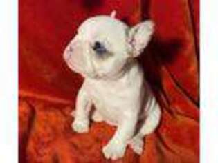 French Bulldog Puppy for sale in Fort Smith, AR, USA