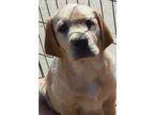 Labrador Retriever Puppy for sale in Norco, CA, USA