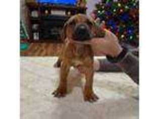 Rhodesian Ridgeback Puppy for sale in Paintsville, KY, USA