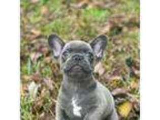 French Bulldog Puppy for sale in Beaumont, TX, USA