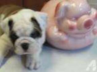 Bulldog Puppy for sale in OREGON CITY, OR, USA