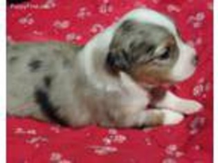 Miniature Australian Shepherd Puppy for sale in Lyons, WI, USA