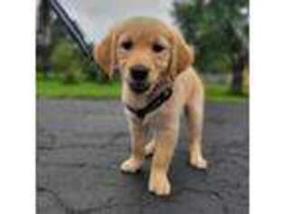 Golden Retriever Puppy for sale in Saint Charles, IL, USA