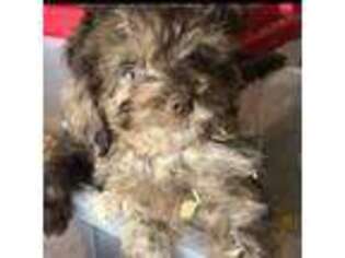 Shih-Poo Puppy for sale in Benton, AR, USA