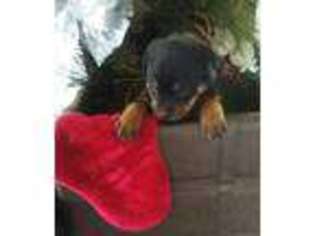 Rottweiler Puppy for sale in Kalamazoo, MI, USA