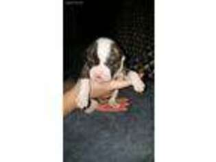 American Bulldog Puppy for sale in Bell, CA, USA