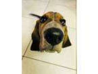 Basset Hound Puppy for sale in Monte Vista, CO, USA