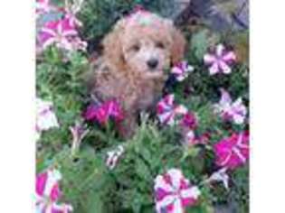 Cavapoo Puppy for sale in Rapid City, SD, USA