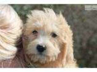 Labradoodle Puppy for sale in Springfield, MO, USA