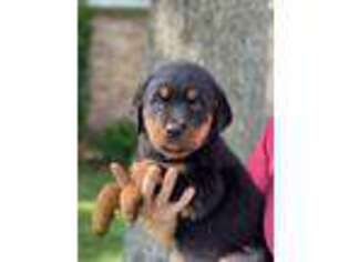 Rottweiler Puppy for sale in Galena, KS, USA