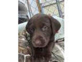 Labrador Retriever Puppy for sale in Aylett, VA, USA