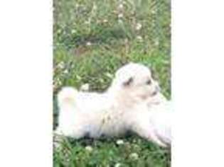 American Eskimo Dog Puppy for sale in Munfordville, KY, USA
