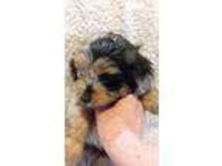 Mutt Puppy for sale in Paducah, KY, USA
