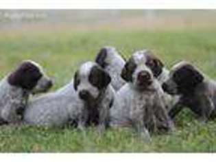 German Wirehaired Pointer Puppy for sale in Ulm, MT, USA