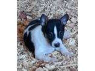 Rat Terrier Puppy for sale in Checotah, OK, USA