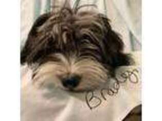 Coton de Tulear Puppy for sale in Washburn, MO, USA
