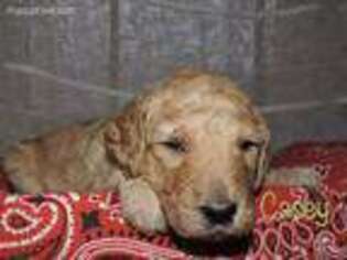 Goldendoodle Puppy for sale in Romulus, NY, USA