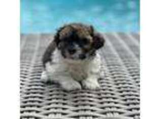Havanese Puppy for sale in Bradenton, FL, USA